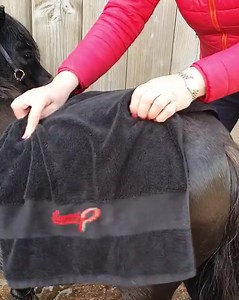 Even with thorough grooming, sometimes a horse just needs a bath to get really clean. Barry definitely needed a good scrub after spending his holidays in the field! 🚿 Our top tip for after bathing: Use a towel to remove any remaining moisture from the coat, face and around the ears, before rugging, stabling or turning out ✨ | Smart Grooming