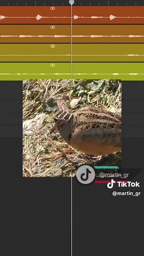 Funky Town Mashup: The Ultimate Bird Meme