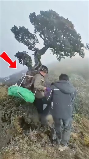 The price of this bonsai tree is in crores.#shortvideo