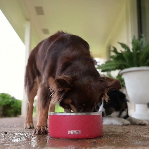 Tractor Supply has everything you need to keep your pets happy and healthy at everyday low prices.