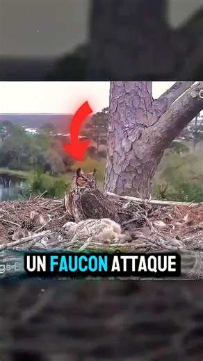 Cette chouette s'est vengée d'une manière TERRIFIANTE… 🦉😱