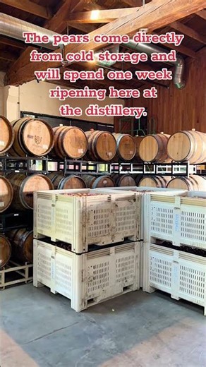 It's Pear Brandy Season!