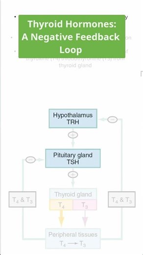 Who Controls Thyroid Hormones? 🧠