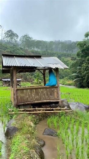 Waiting for the rain to stop in the middle of the rice fields 🌧️🌾 #Shorts