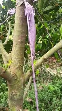 Vườn mít của anh Giang tại Bình Tấn – Thanh Bình, Đồng Tháp sử dụng phân bón hiệu Con Lười F35