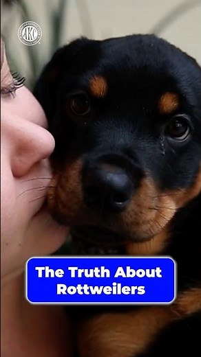 The Truth About Rottweilers