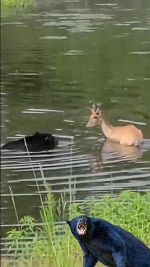 bear chasing deer