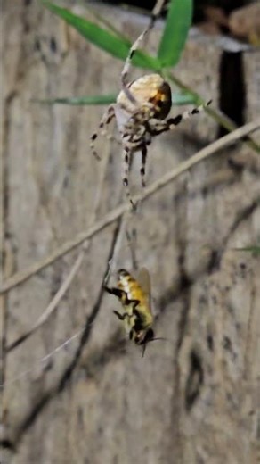 bee Vs spider.