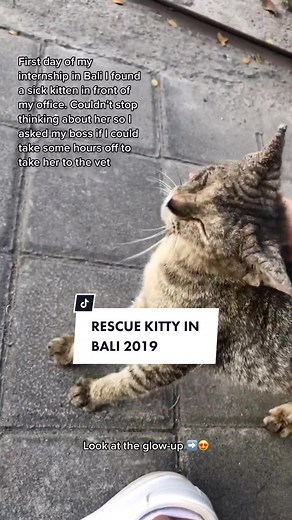 Nala; my first rescued kitty in Bali 2019. My forever baby, I miss her so much ☹️ I’m glad she has the best adopter now!! #catsoftiktok #rescuecat #rescuekitten #sickkitten💔 #fyp