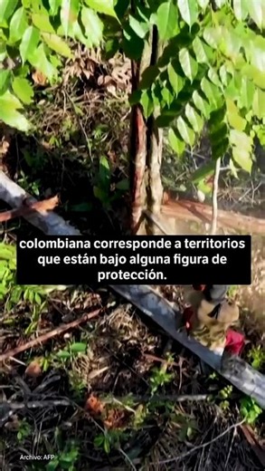 En video: así se ve desde el aire cómo avanza la deforestación en la Amazonía