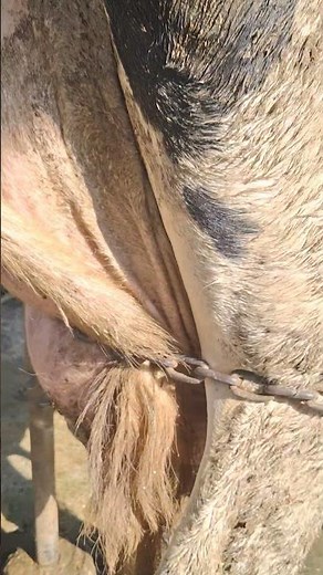 Cow Udder Movement Up Close#animallovers #cow #farming