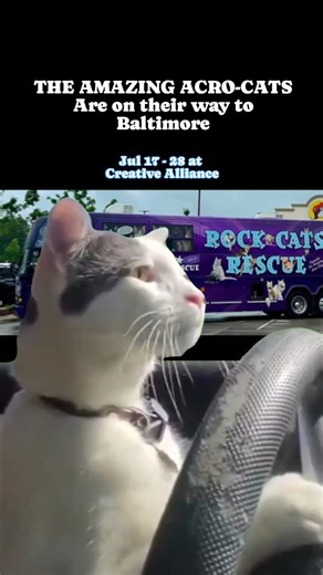 11K views · 17 reactions | The Amazing Acro-Cats, featured in the...