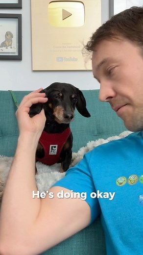 710K views · 54K reactions | “Been a while, but here’s an actual update on me! (I also tried stem cells couple months ago!)” ~ Crusoe | Crusoe the Celebrity Dachshund | Facebook