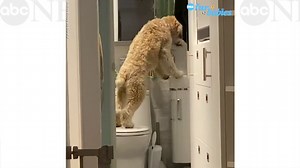 Ingenious terrier loves standing on the toilet to drink from the bathroom sink