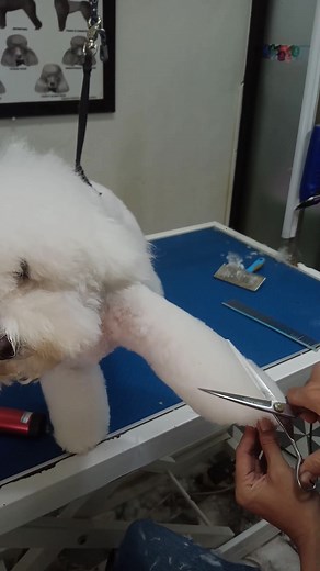 Bichon getting haircut #fyp #foryou #funny #comedy #doglovers #reels #viralvideo #dogstyle #trending #viral | pet stylist | Facebook