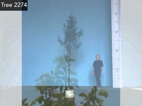 Pyrus calleryana Chanticleer