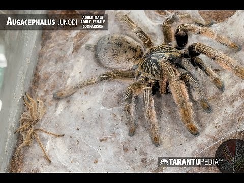 Extreme tarantula size difference - Augacephalus junodi