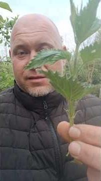 Nettle Nitrogen #garden #nature #rebirth #garden #exposure