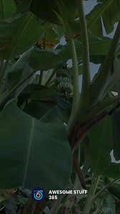 Bigger than your average snack 🍌✨ The Musa ingens, or Giant Highland Banana, grows up to 30 cm long and packs a sweet, vanilla-like flavor. Nature doesn’t just surprise—it amazes. Who else wants to try this giant treat? 🌿 #GiantBanana #NatureWonders #FoodieFinds | Awesome Stuff 365