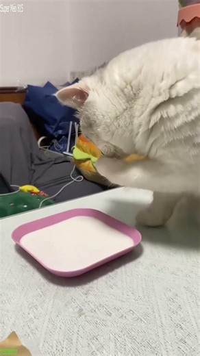 Funny Cats 2025 🥰 #fyp 😸 # Episode 7613