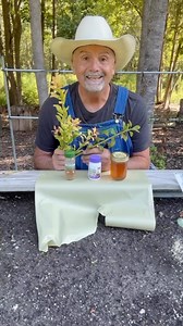 20K views · 6.4K reactions | Rooting Blueberry Bushes Experiment! Using Rooting powder, Honey, and Cinnamon. Which one do you think will work? #garden #gardening #gardentips #homestead #homesteading #homesteadlife #farm #farming #farmlife #foodie #farmtotable #permaculture #vegetables | PawPaw Ridge Homestead | Facebook