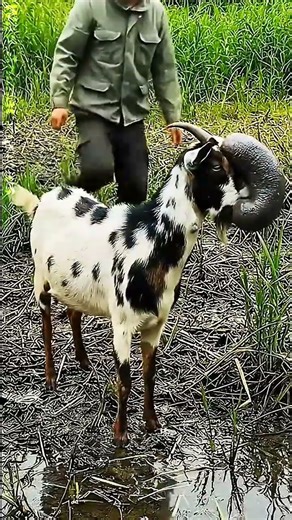 Viral Animal Rescue Goat Helped by Stranger #animallife #animalrescue #wildanimals #wildlife #shorts