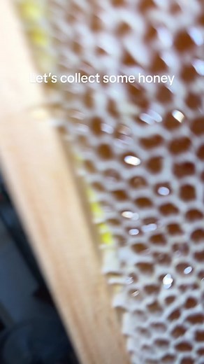 Our second extraction and it went amazing, now we got 120 pounds of honey to show for it #beekeeper #honey #honeycomb #liquidgold #bees