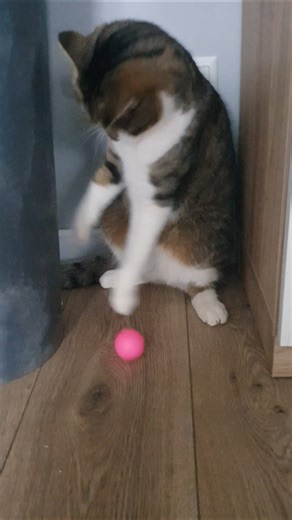 Look who’s scouting for a new team today! #cat