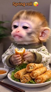 70K views · 721 reactions | Spring roll...❤️ #reelsvideo #reelsfb #reelsviral #monkey #petcare #reelschallenge #everyonefollowers #facebookviral #highlight | Priyanka Tour Travels | Facebook
