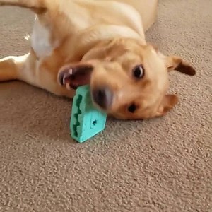 21 reactions · 10 comments | Give your intense chewer a box that can handle the bite. 2 tough toys, 2 full bags of treats, and 2 meaty chews. | BarkBox | Facebook