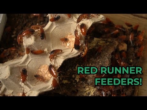 Setting Up Red Runner Roaches as Feeders