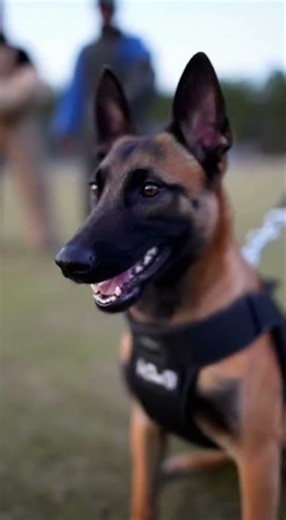 PUPPY K-9 TESTED 🐾 Multi-Target Decision (Level 6)