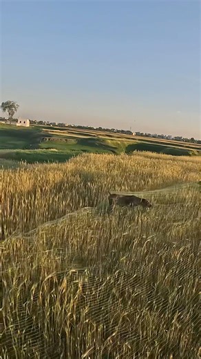 Gsp gunner point on rain quail