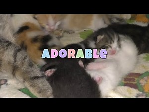 Adorable 1 Week Old Kittens! 😻