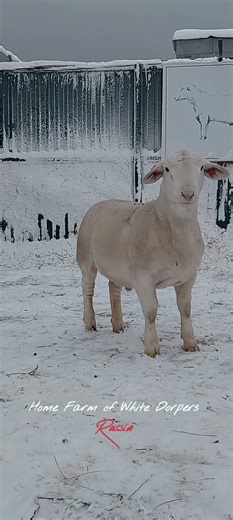 Кинг - сын Ганстона #дорпер #dorper #ram #lamb #sheep #animals #farm #farmlife #farming #Russia #new