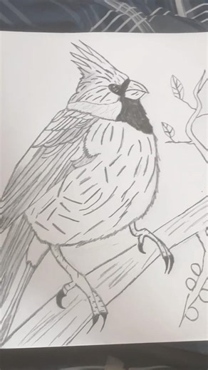Red cardinal Sketch! 🦅I will add color to it in next video!#art #sketching #birdart #redcardinal
