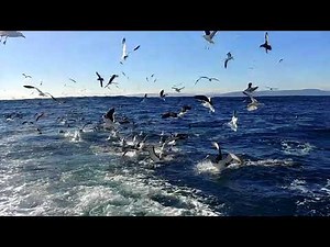 Pelagic trip Chile - Valparaíso