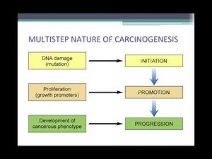 Chapter 7 Neoplasia BIOL300