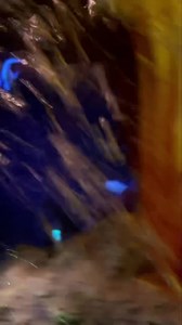 3.1K views · 126 reactions | Enjoy a little of the “Finding Nemo Submarine Voyage” in Fantasyland at Disneyland Park   We really miss 20,000 Leagues Under the Sea at Magic Kingdom, and by “we”…I mean me. Not Stacey. 路‍♂️ 撚 | Doctor Disney | Facebook