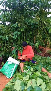 961K views · 7.6K reactions | make clone seeds | Edy Agro | Facebook