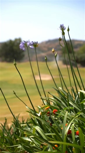 🌍 Today, on World Environment Day, we at La Cala Resort had the pleasure of welcoming Year 4 pupils from @ceip_indira_gandhi. During their visit, the children learned how a golf course operates and discovered the many measures we take to protect the environment — from responsible electricity and water usage to recycling and irrigation water re-use. They toured our maintenance facilities, machinery area, pump station and nursery, where they saw first-hand where we generate our grass from. 🌱 The