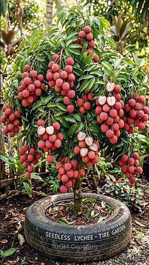A new way to grow lychee trees to produce more fruit using ripe bananas.#lichee #grafting