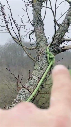 Simple tree rigging setup! #treecutting #chainsaw #treework