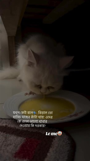 #viralreels #viralvideoシ #viralcats #foryouシ #foryoupageシ #frypgシ #unfreezmyaccount #persiancat #meawmeawbyadi #everyoneシ゚ | Meaw Meaw by Adi