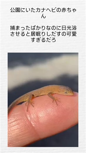 @videos_hub2 on Instagram: "The post features a 12-second video of a baby Japanese skink (Plestiodon japonicus) captured in a park, rapidly dozing off while basking on a human finger, emphasizing its trusting vulnerability and thermoregulation instincts. Shared by , an account aggregating viral Japanese videos, it amassed 13,800 likes and 529,000 views shortly after posting on February 9, 2026, drawing affectionate replies like "too angelic" and "makes me want to keep one." Young skinks often en