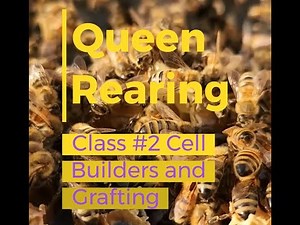 queen rearing a comprehensive dive into the subject