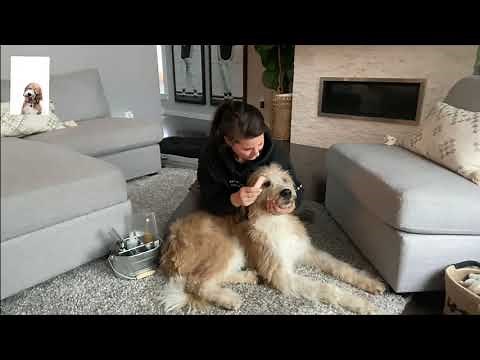How to keep your St Berdoodle groomed and fluffy!