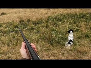 Bella the Working Springer Spaniel hunting rabbits.