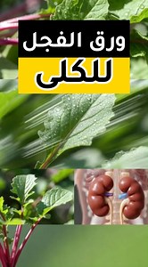 فوائد ورق الفجل للكلى كثيرون يتخلصون من أوراق الفجل دون معرفة قيمتها العلاجية الجبارة، خاصة لصحة الجهاز البولي #صحة #معلومات #فوائد #فوائد_بلس #ورق_الفجل | فوائد بلس