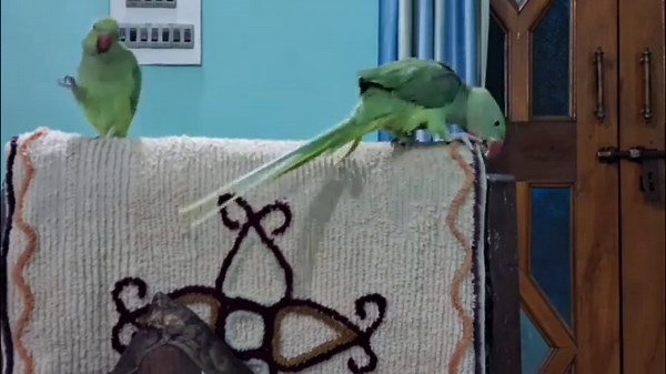🌿 “Funny Talking Parrots | Real Voice of Indian Ringneck & Alexandrine!”